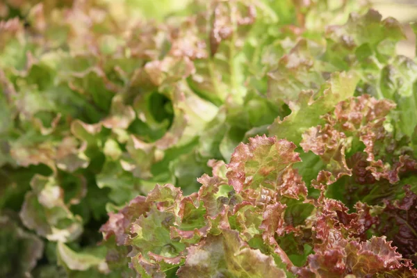 Lettuce — Stock Photo, Image