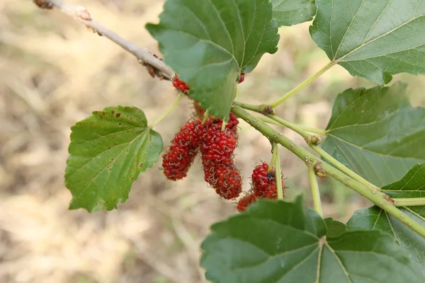 Mulberry — Stock Photo, Image