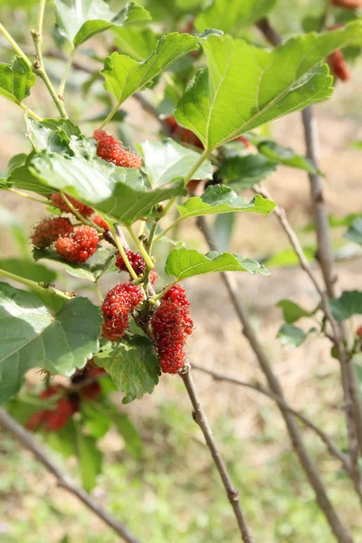 Mulberry — Stockfoto