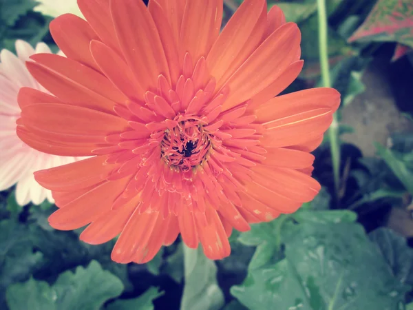 Гербера квітка — стокове фото