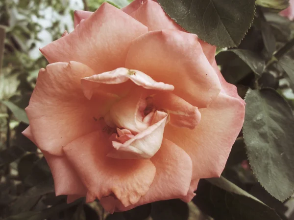 Rose vintage — Photo