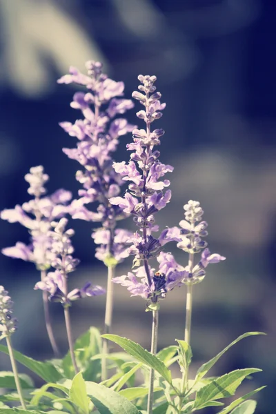 紫丹参鲜花 — 图库照片