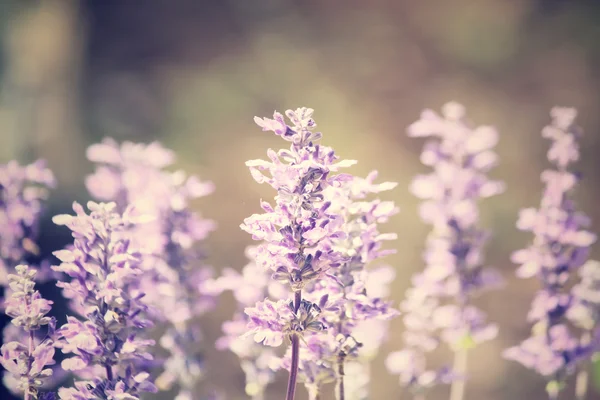 Flores de salvia púrpura — Foto de Stock