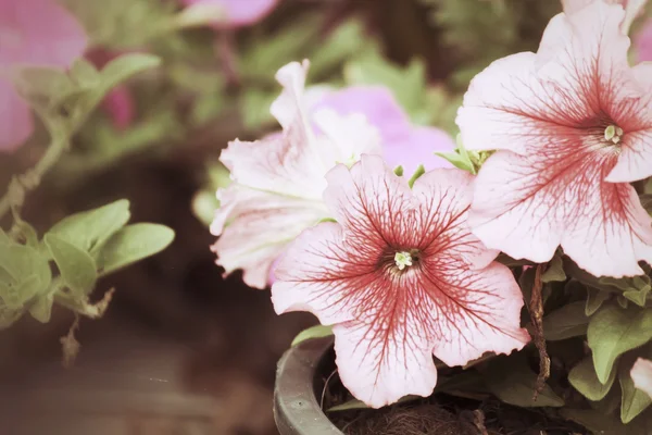 Цветок Петуниаса — стоковое фото