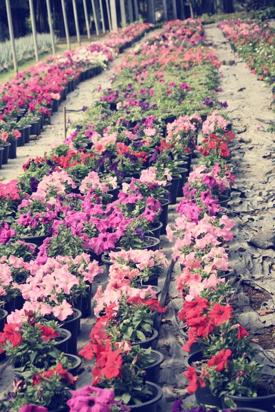 Flores de petunias en el jardín — Foto de Stock