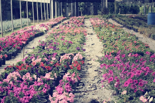 Petunia's bloem in tuin — Stockfoto