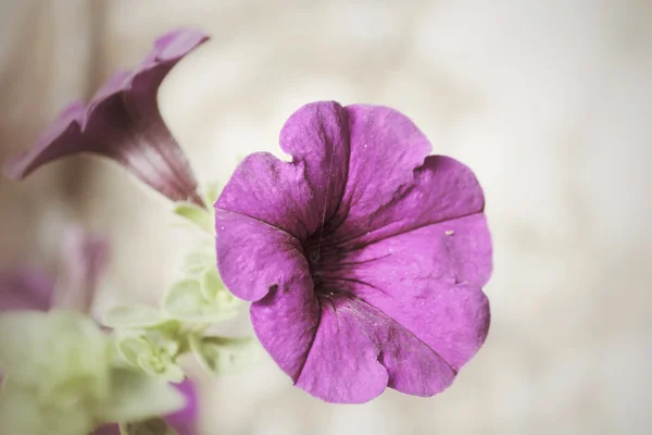 Цветок Петуниаса — стоковое фото
