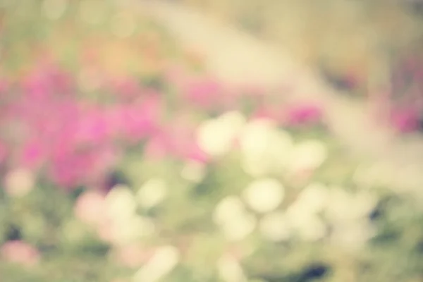 花のぼやけ — ストック写真