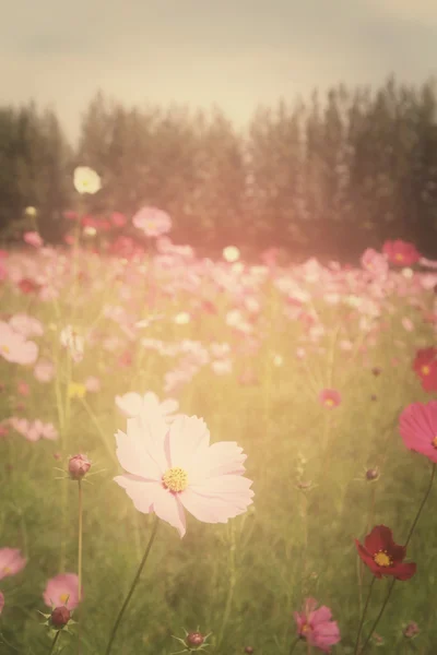 Campo de flores cosmos rosados — Foto de Stock