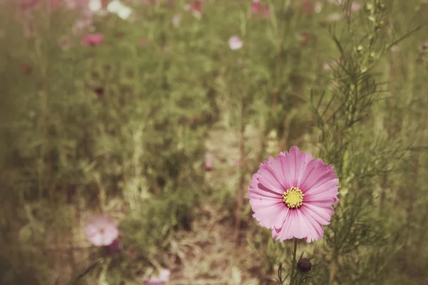 Campo de flores cosmos rosados — Foto de Stock