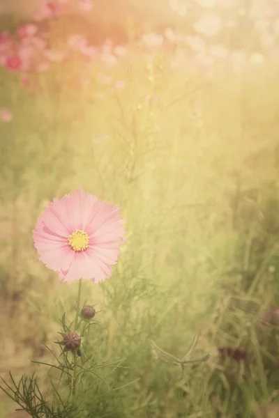 Campo de flores cosmos rosados — Foto de Stock