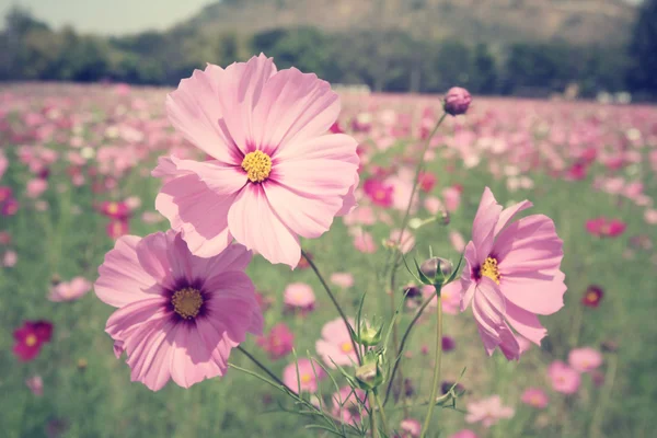 Pembe cosmos çiçek alan — Stok fotoğraf