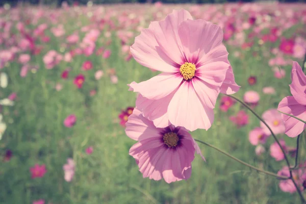 Pembe cosmos çiçek alan — Stok fotoğraf