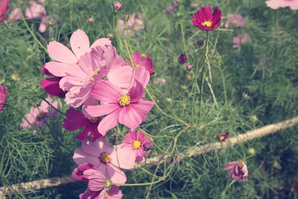 Campo de flores cosmos rosados — Foto de Stock