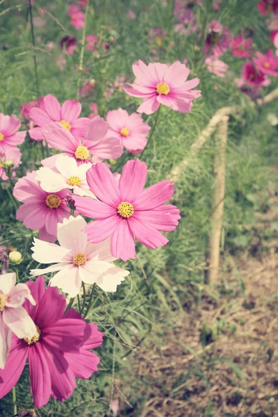 Campo de flores cosmos rosa — Fotografia de Stock