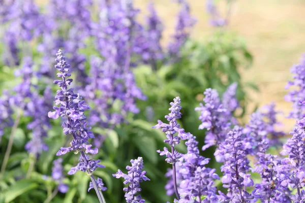 Purple salvia flowers — Zdjęcie stockowe