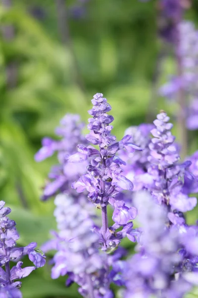 Purple salvia flowers — Stock Photo, Image