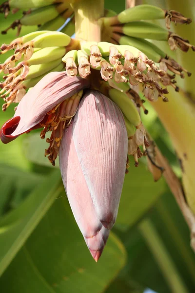 Bananen bloesem — Stockfoto