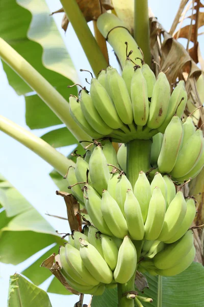 Bananenstrauß — Stockfoto