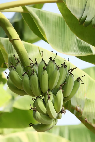 Tros bananen — Stockfoto