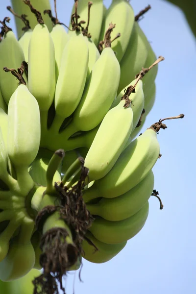 Tros bananen — Stockfoto