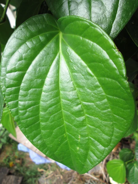 Bétel leaf — Stock Fotó