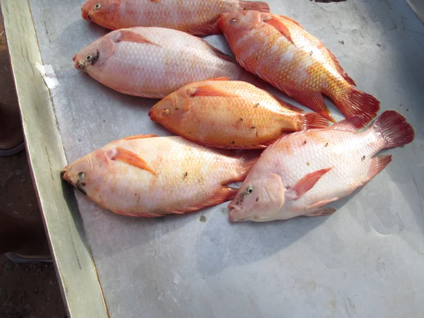 Frischer Fisch — Stockfoto