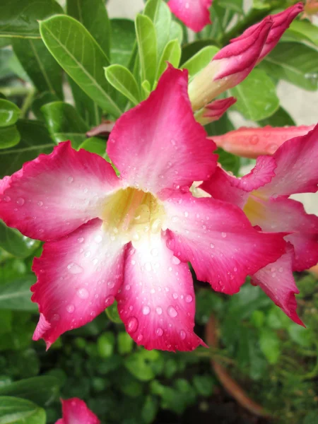 Vattendroppe på blomma — Stockfoto