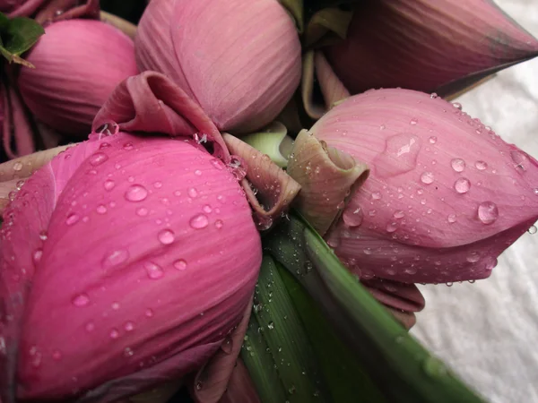 Vattendroppe på blomma — Stockfoto