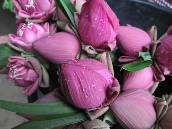 Gota de agua en flor — Foto de Stock