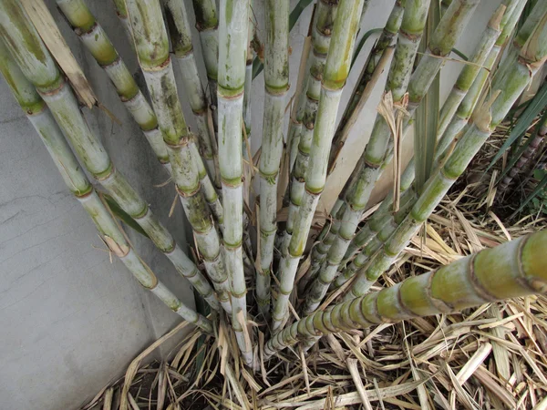 Zuckerrohrbaum — Stockfoto