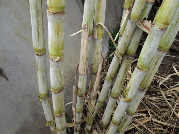 Rietboom — Stockfoto