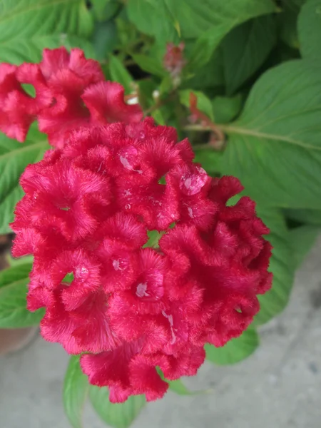 Röda cockscomb blommor — Stockfoto