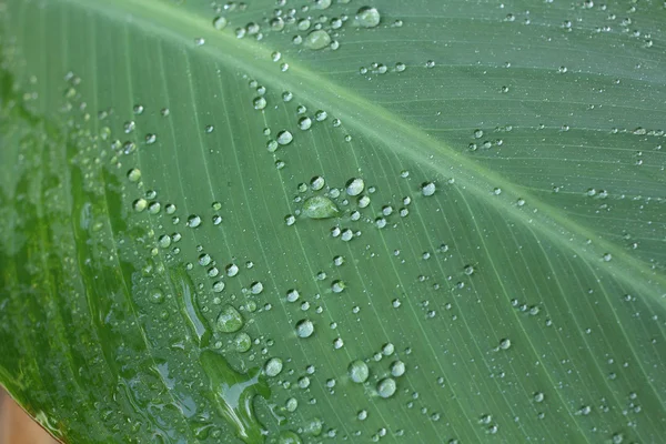 Gota de agua en la hoja — Foto de Stock