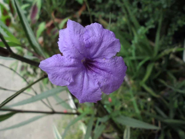 Flor púrpura — Foto de Stock