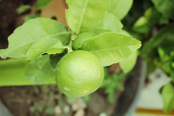 Limón —  Fotos de Stock