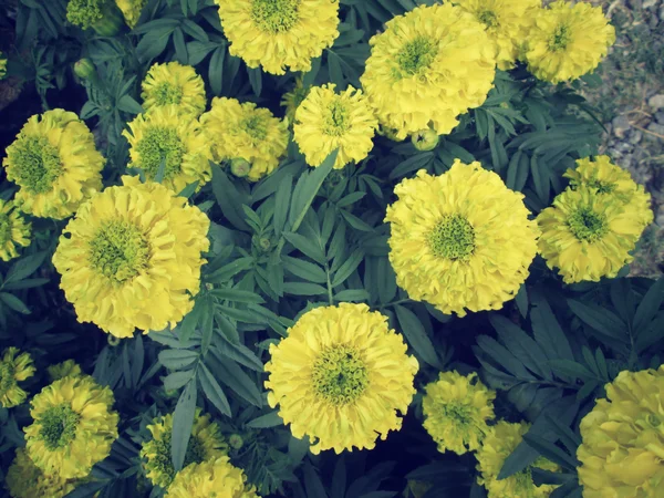 Flor de calêndula — Fotografia de Stock