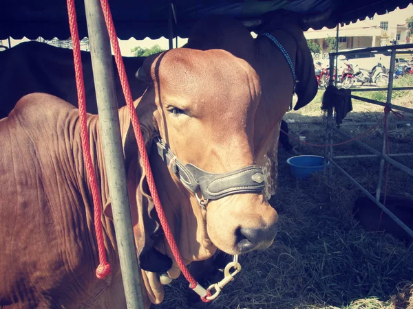 Vaca y buey en zonas rurales —  Fotos de Stock