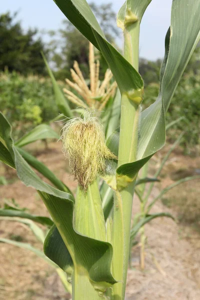 Corn field — Stock Photo, Image