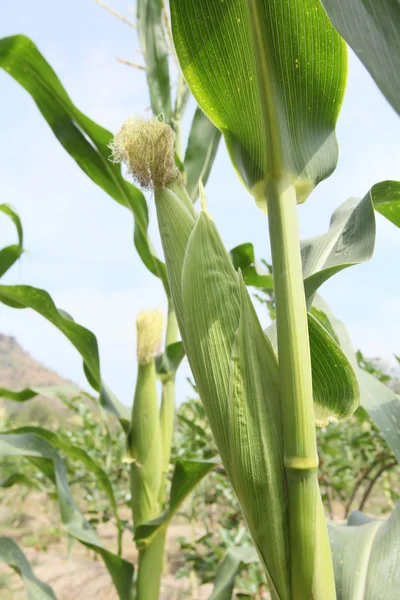 Corn field — Stock Photo, Image