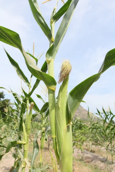 Corn field — Stock Photo, Image