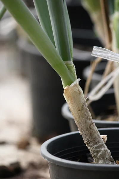 Cipolle primavera — Foto Stock