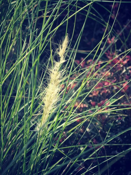 春の花 — ストック写真