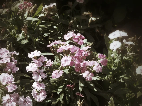 Rosa Nelkenblüten — Stockfoto