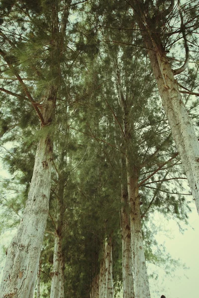 松の木のパス — ストック写真