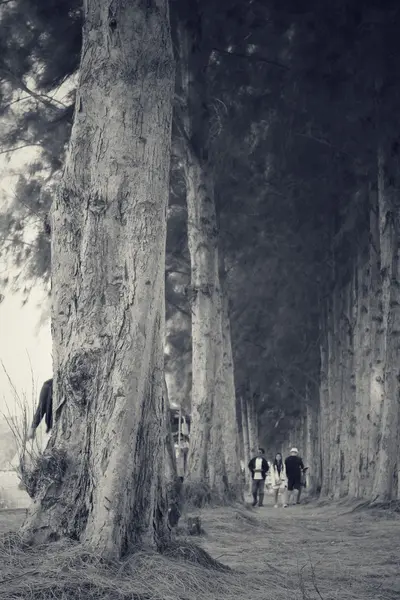Çam ağacı - yol — Stok fotoğraf