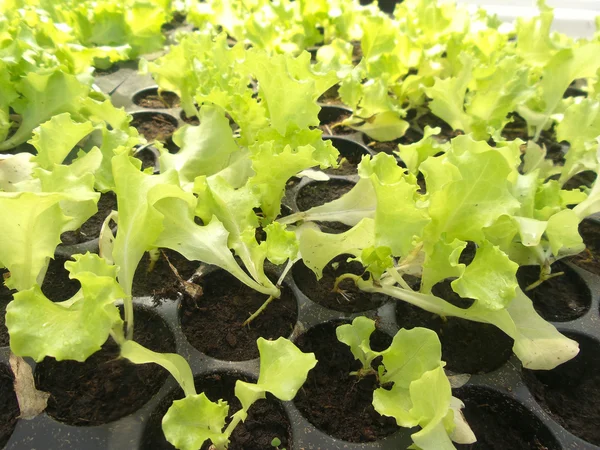 Vegetables garden — Stock Photo, Image