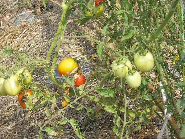 Albero dei pomodori — Foto Stock