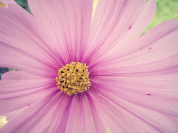 粉色波斯菊花卉 — 图库照片