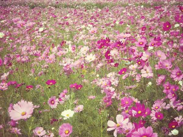 핑크 코스모스 꽃의 분야 — 스톡 사진